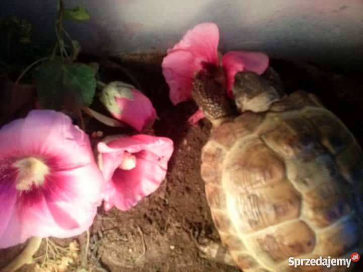Sprzedam żółwia lądowego śląskie Częstochowa
