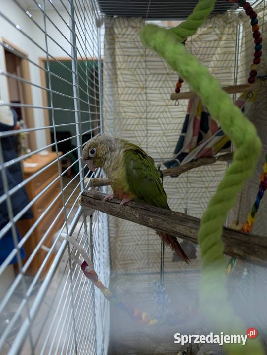 Papugi rudosterki Katowice