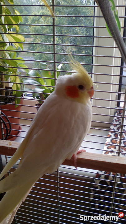 Młoda papuga nimfa Warszawa