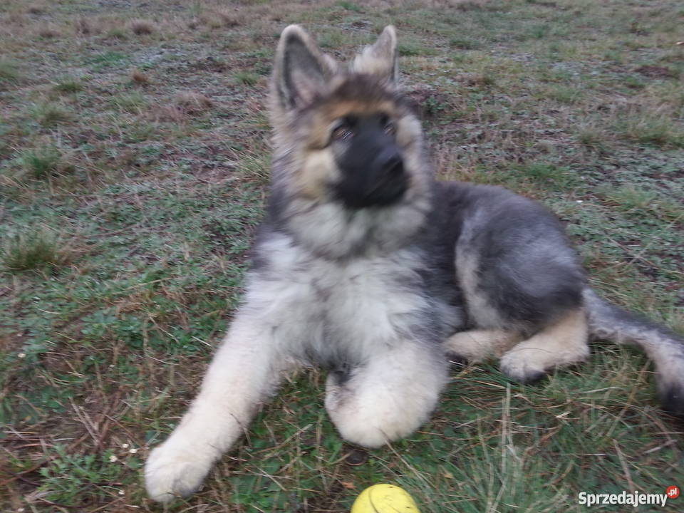 Piękny owczarek niemiecki dlugowlosy łódzkie Zgierz sprzedam