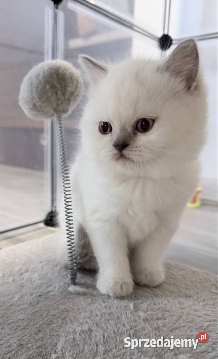 Kot brytyjski blue point dolnośląskie