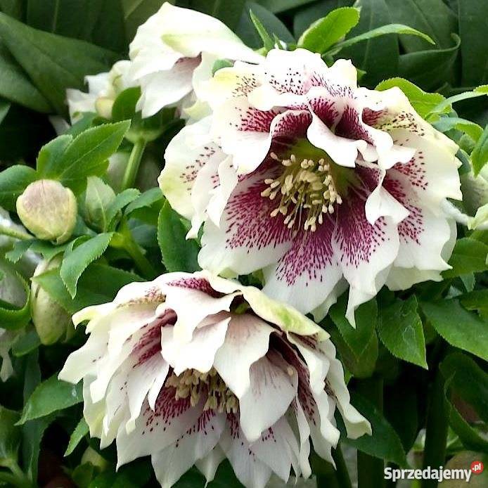 Sprzedam piękne sadzonki ciemiernika 5 gat do Swarzędz