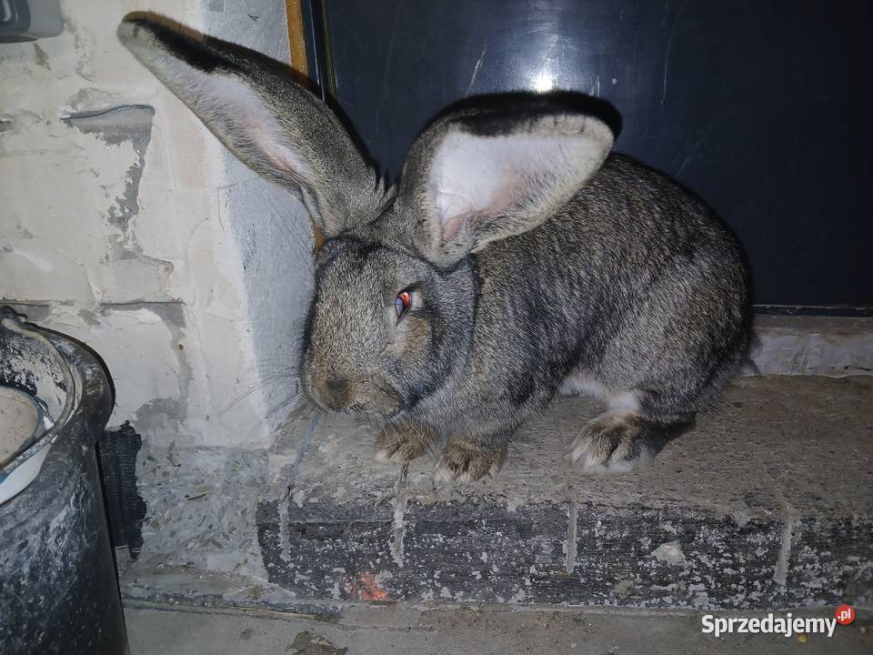 Samiec Rasy Belg Olbrzym Kamień