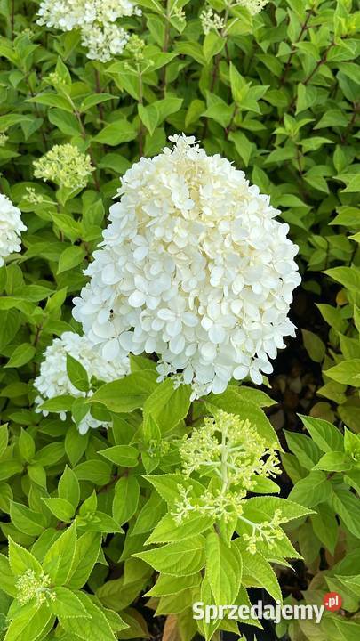 Hortensja bukietowa różne odmiany transport i Ogród Warszawa
