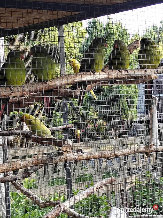 Sprzedam Aleksandretty świergotki i inne ptaki Kalisz sprzedam