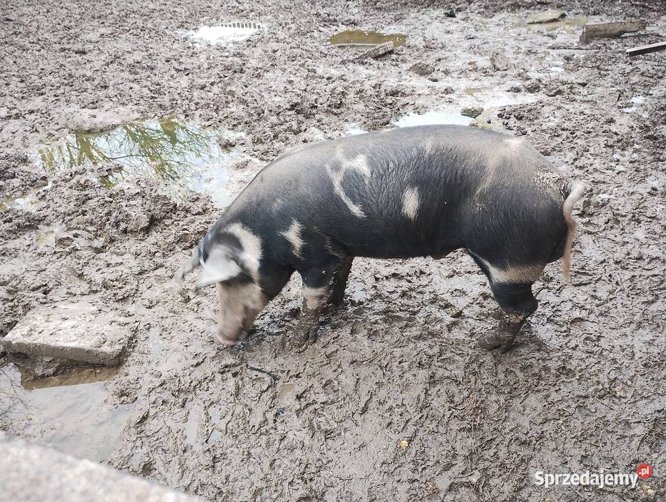 Knurek puławski Trzoda chlewna