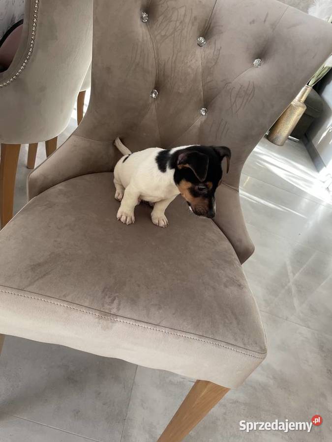 Jack Russell Terrier szczeniaki Częstochowa