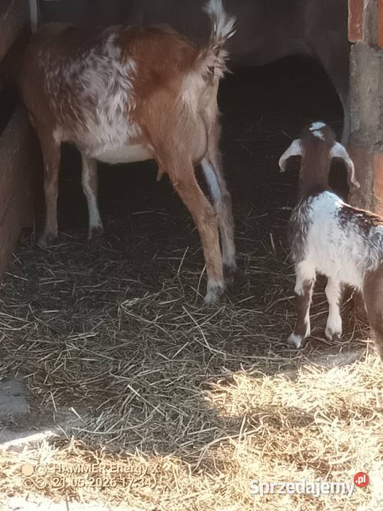 Koza z mlekiem i małą kuzką Kaźmirów