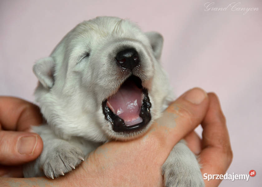 Biały Owczarek Szwajcarski krótkowłosy i małopolskie Skała sprzedam