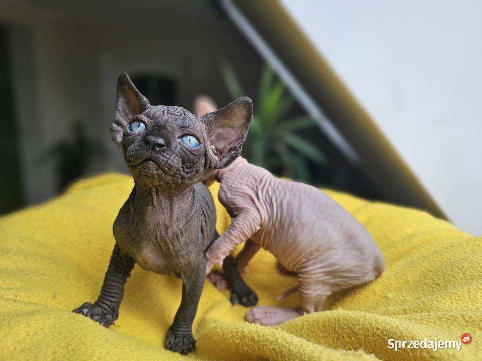 Kotka Sfinks kanadyjski Vascat EKKR FPL lubelskie Lublin