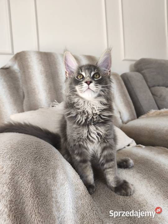 Kocurek Maine coon Axel podkarpackie Lipa