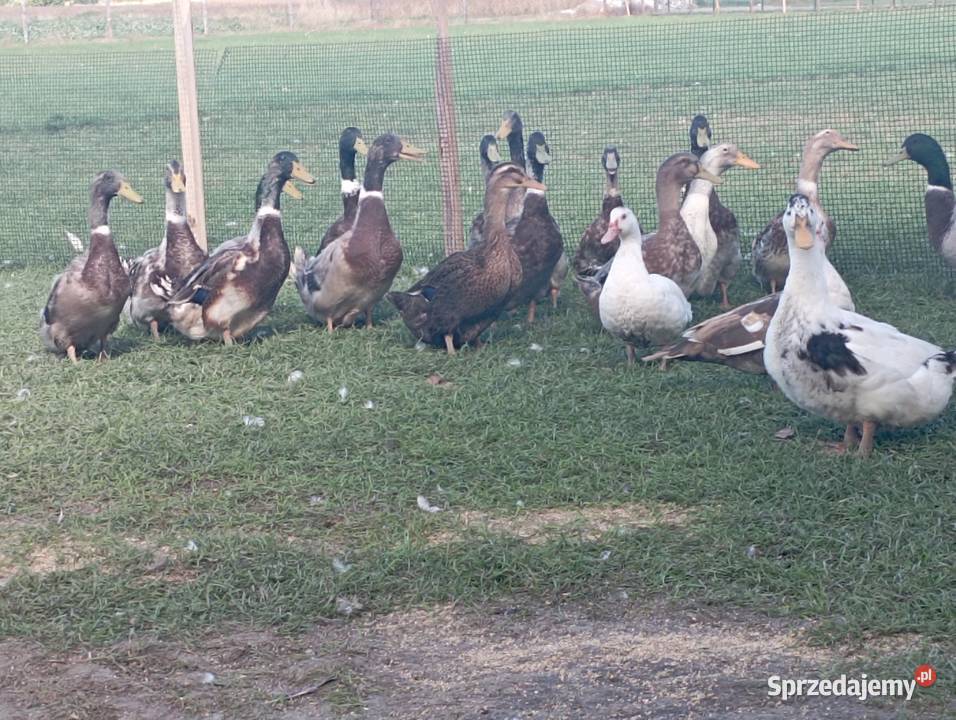 10 Gęsi ODCHOWANE do Dalszego CHOWU 7 Kaczorów Drób i ptactwo Golasowice