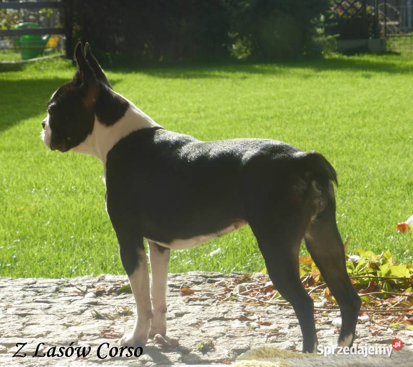 Piękne Szczenięta Boston Terrier ZKwPFCI oddz Syców