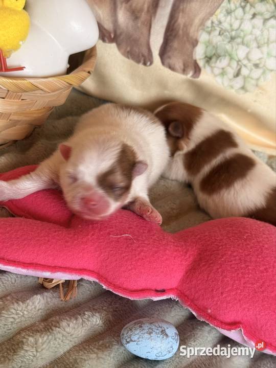 Szpic miniaturowypomeranian Zrębice