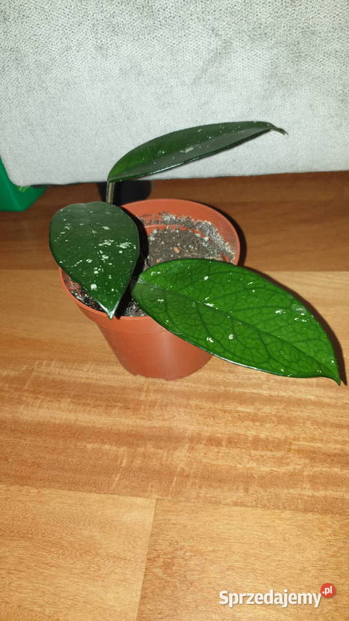 Hoya hoja kwiat rosnący Warszawa