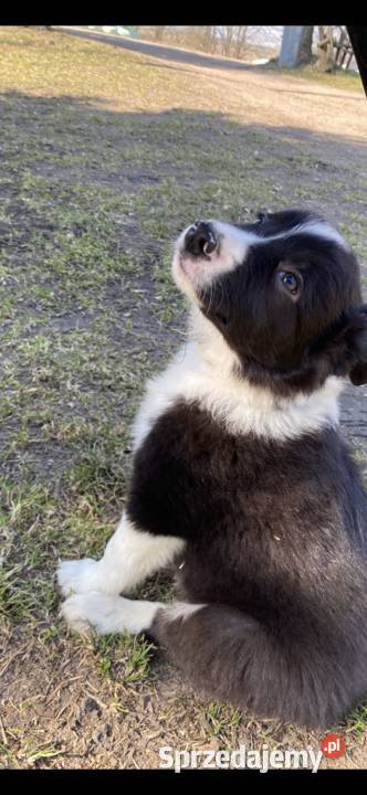 Szczeniaki border collie Zwierzęta Biała Góra