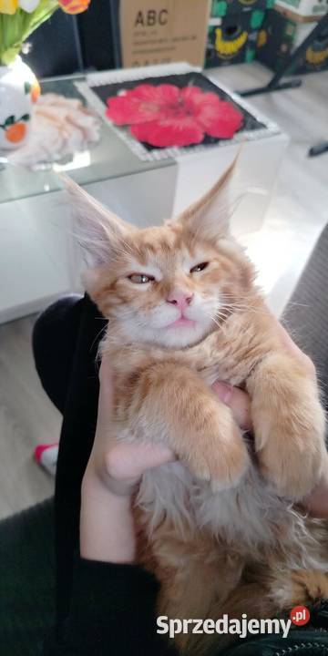 Maine Coon odbiór już na majówkę ostanie 3 Starogard Gdański