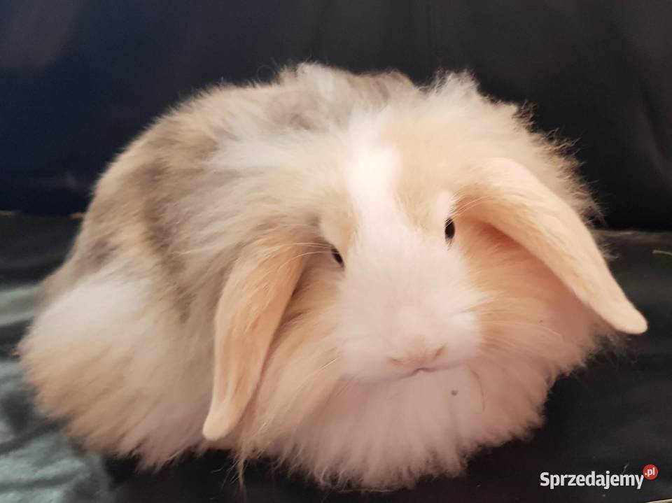 królik miniaturka baranek długowłosy Gryzonie Lwówek Śląski sprzedam