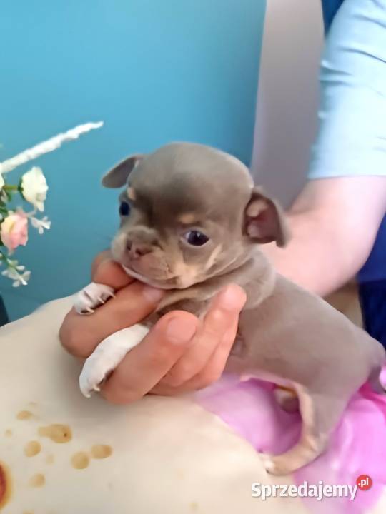 Biała Zjawiskowa Dziewczynka Chihuahua Zgierz sprzedam