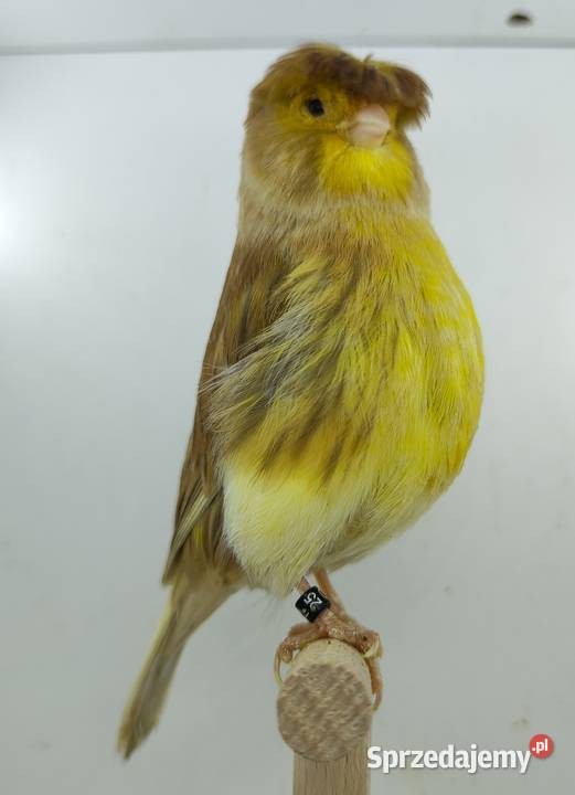 Kanarek kanarki glostery samce i samice Kępno