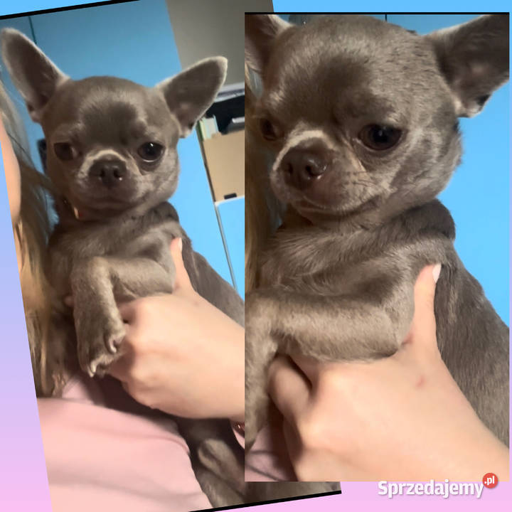 Pies Chihuahua liliowy badania DNA zdrowy 2 lata Chihuahua Bełchatów