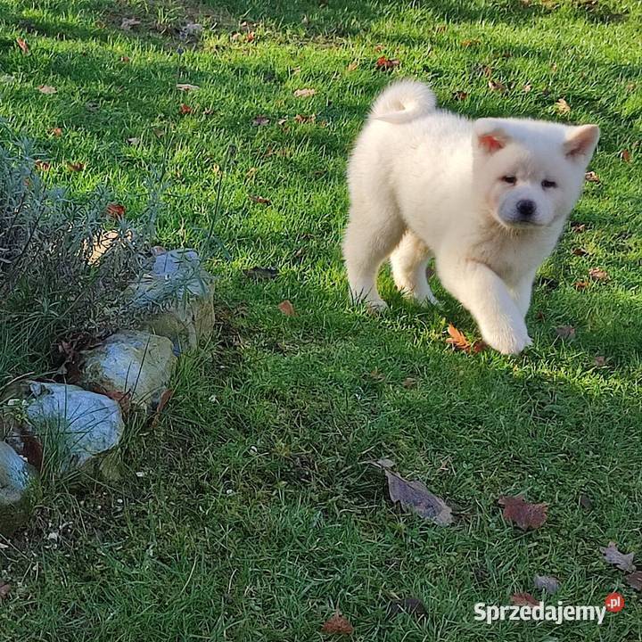 Akita Inu Japońska śliczne szczeniaki Rzeszów