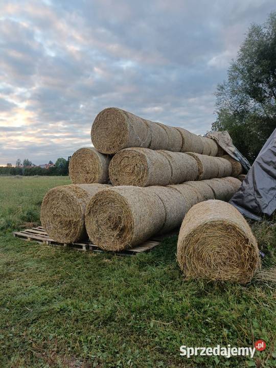 Słoma owsiana Trawy, słoma