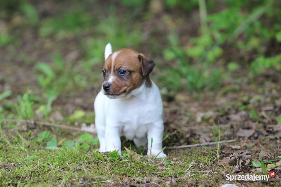Piesek Jack Russell Terrier krótkowłosy sprzedam