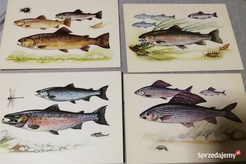Ryby słodkowodne kartki Kraków