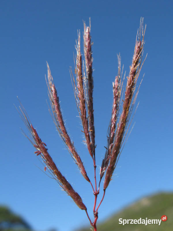 TRAWA CUDOWNA Dichanthium annulatum NASIONA 100g Lubanie