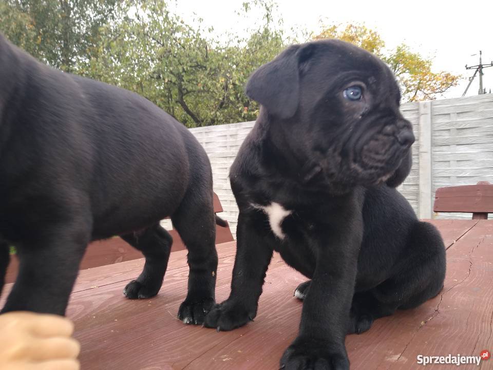 Piękne szczeniaki cane corso łódzkie Kutno sprzedam
