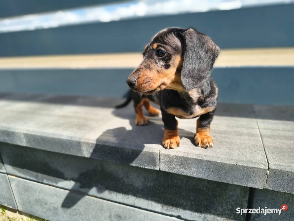 Jamnik Dackel dachshund merle Żychlin