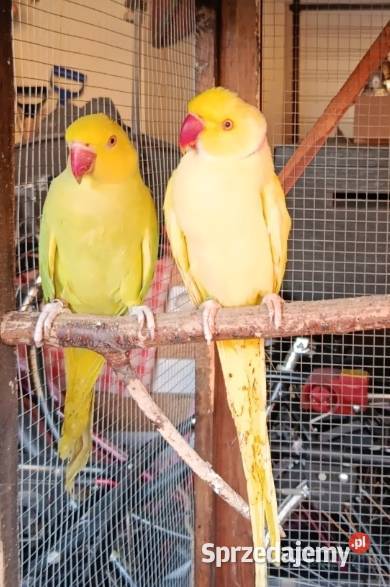 Aleksandretty Pawonków sprzedam