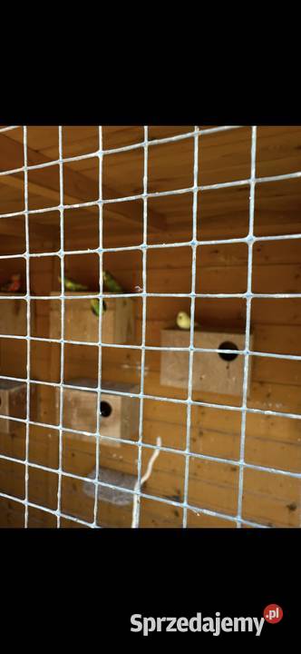 Papugi faliste Lubska sprzedam