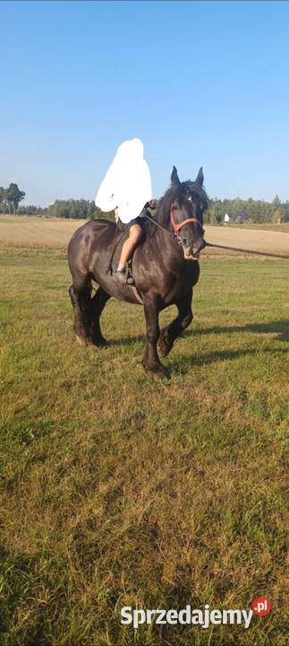 Konie klacze źrebaki Wygoda