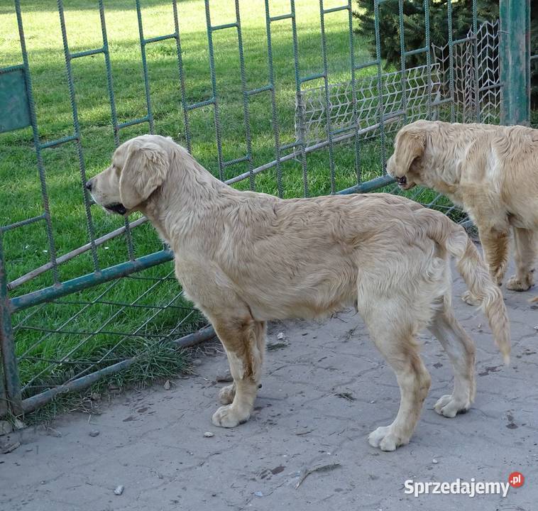 Golden retriever Przysucha