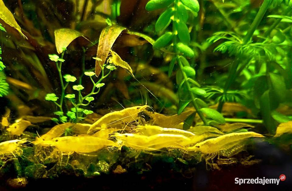 Krewetki neocaridina YELLOW Ryby