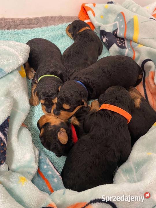 Airedale Terrier szczenięta ZKwPFCI