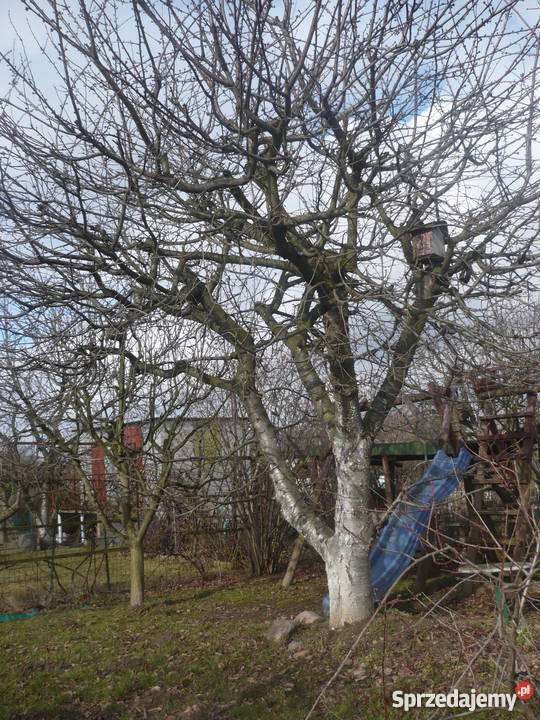 Działka ogrodowa w ROD Zorza Legnica 20zł/m2