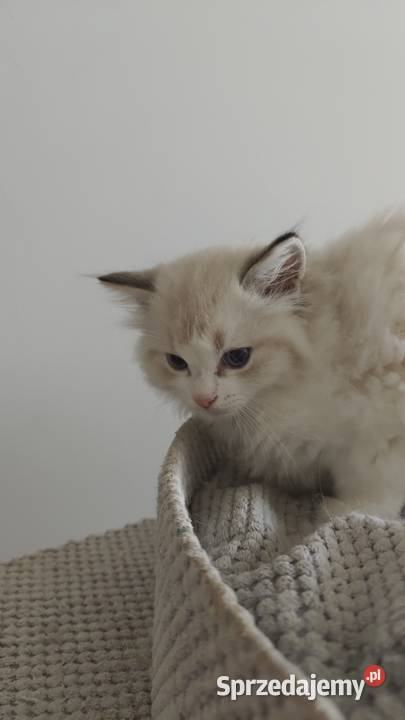 Cudowne kociaki Ragdoll FPL prawdziwy rodowód Lublin