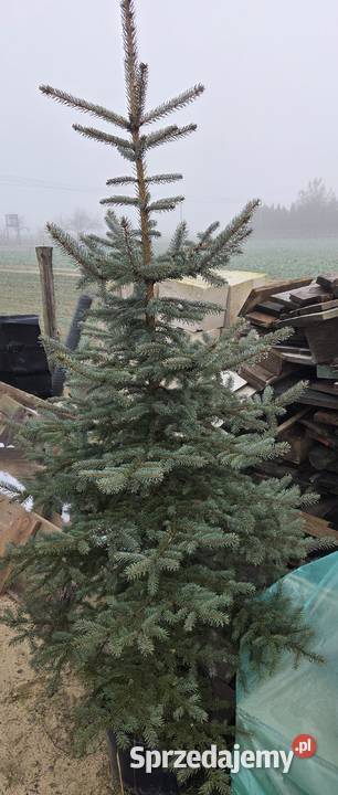 Choinka świąteczna świerk srebrny w doniczce