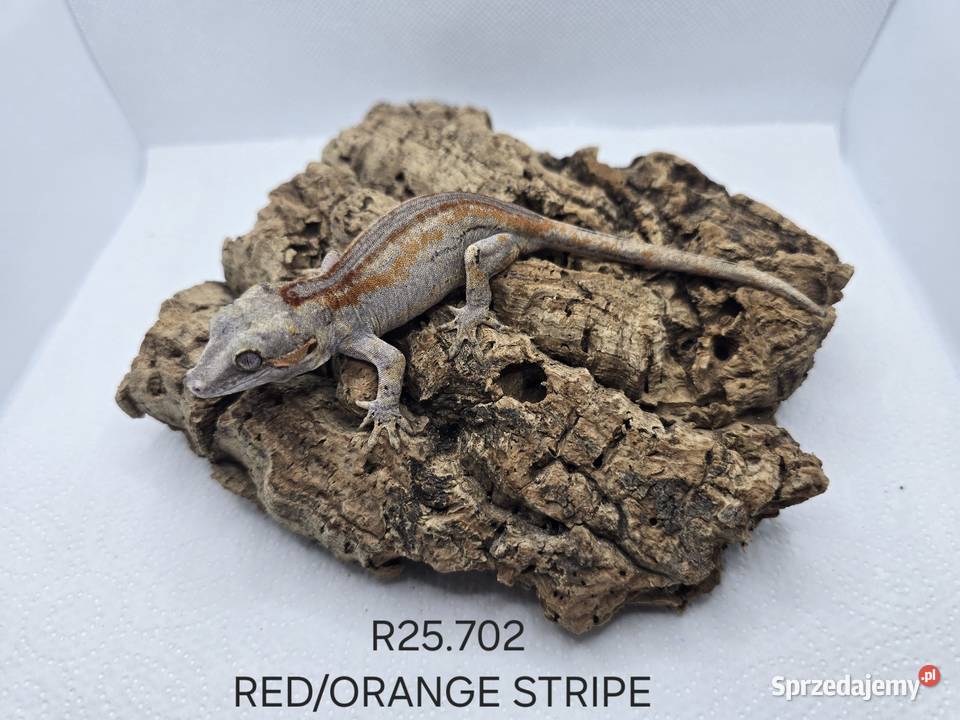 Gekony gargulcowe śląskie