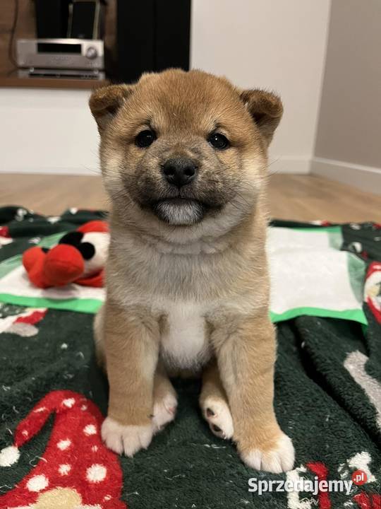 Szczeniak SHIBA INU RODOWÓD Rabka-Zdrój