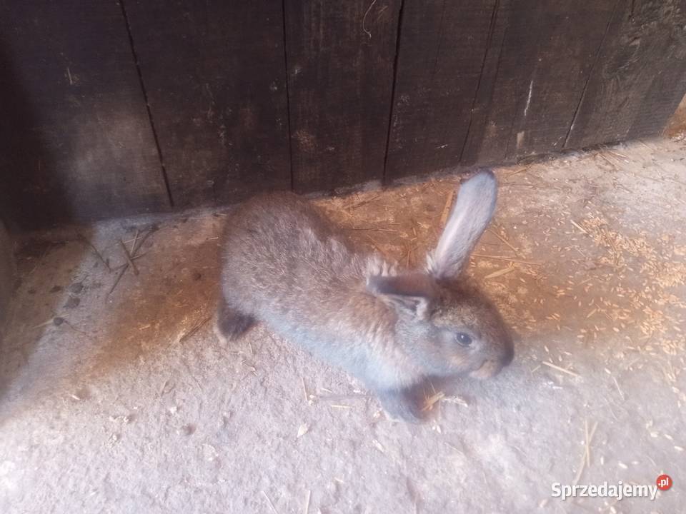 Króliki młode 3 miesięczne Pawłowice