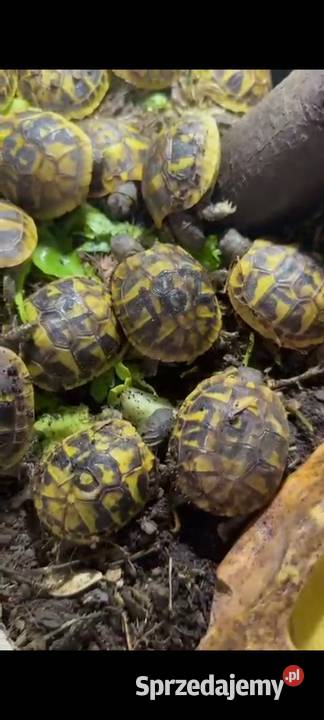 żółw Grecki Olsztyn sprzedam