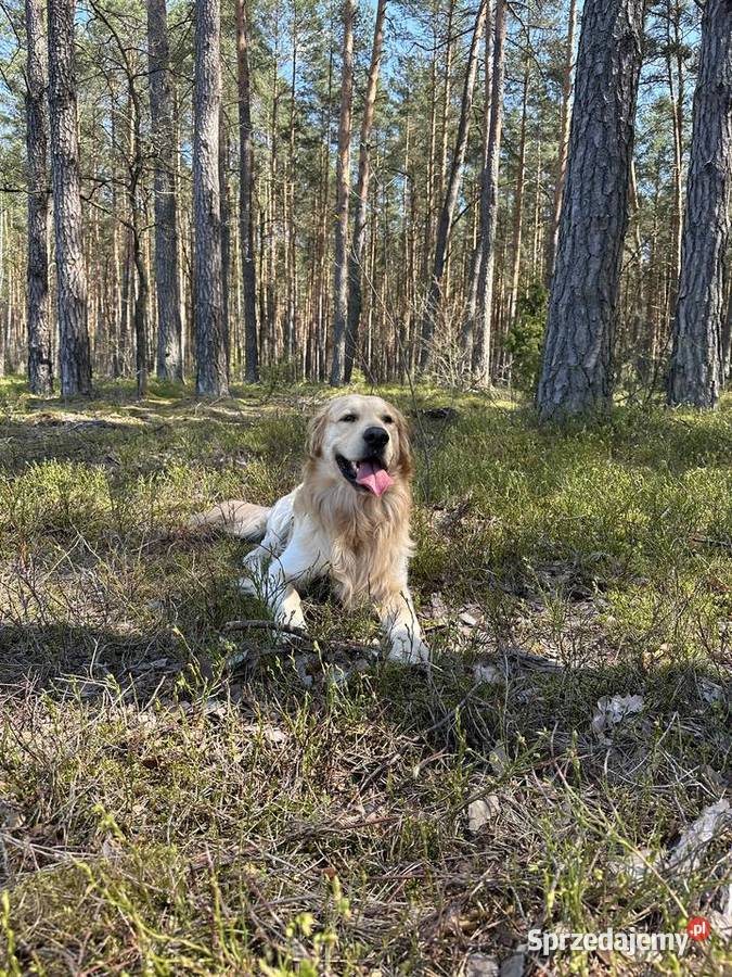 Golden Retriever REPRODUKTOR Golden Retriever Raszyn