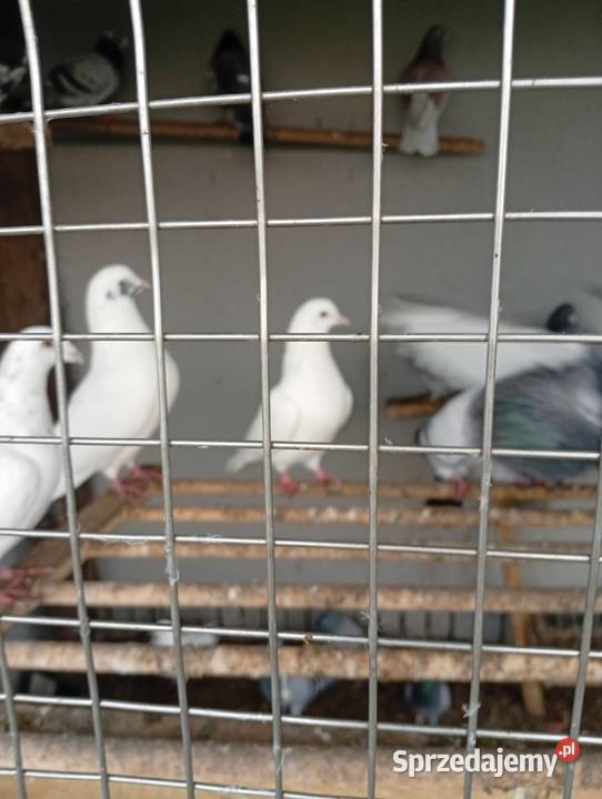 Kaczki staropolskiesprzedam gołębie biale Lubiszyn