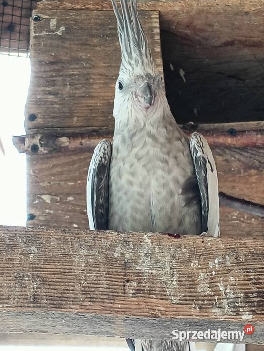 Sprzedam papugi faliste Jędrzejów