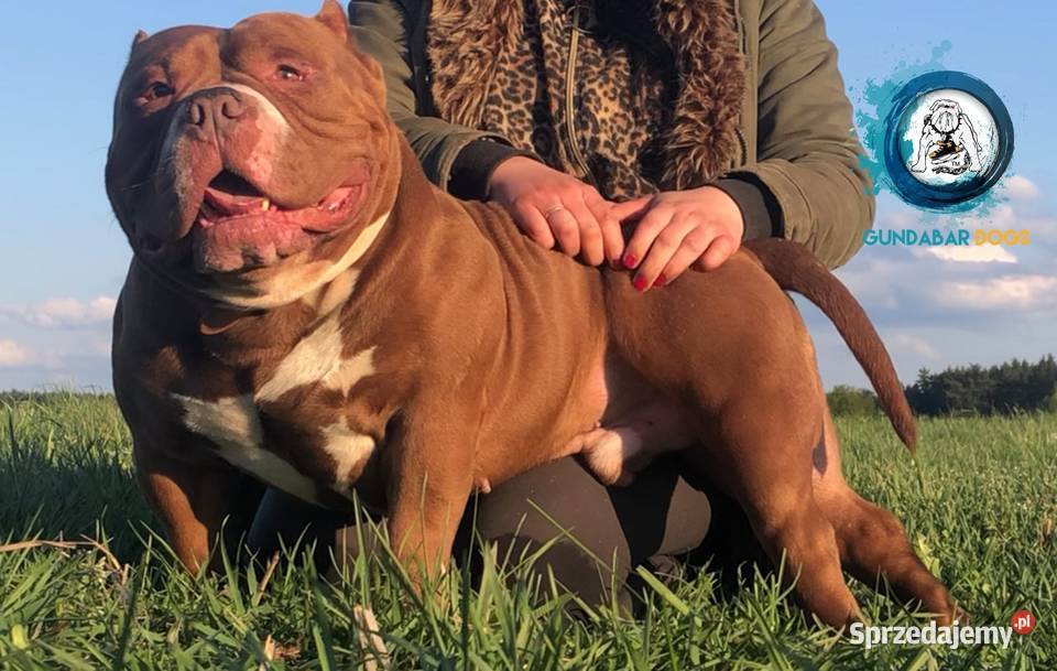 American Bully piesek ABKC wielkopolskie Koło