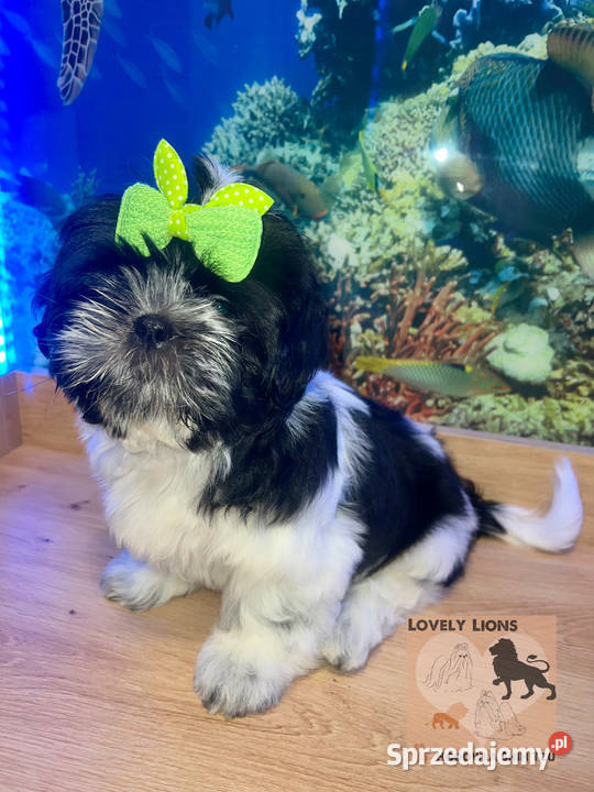 Cudowne maluchy shihtzu